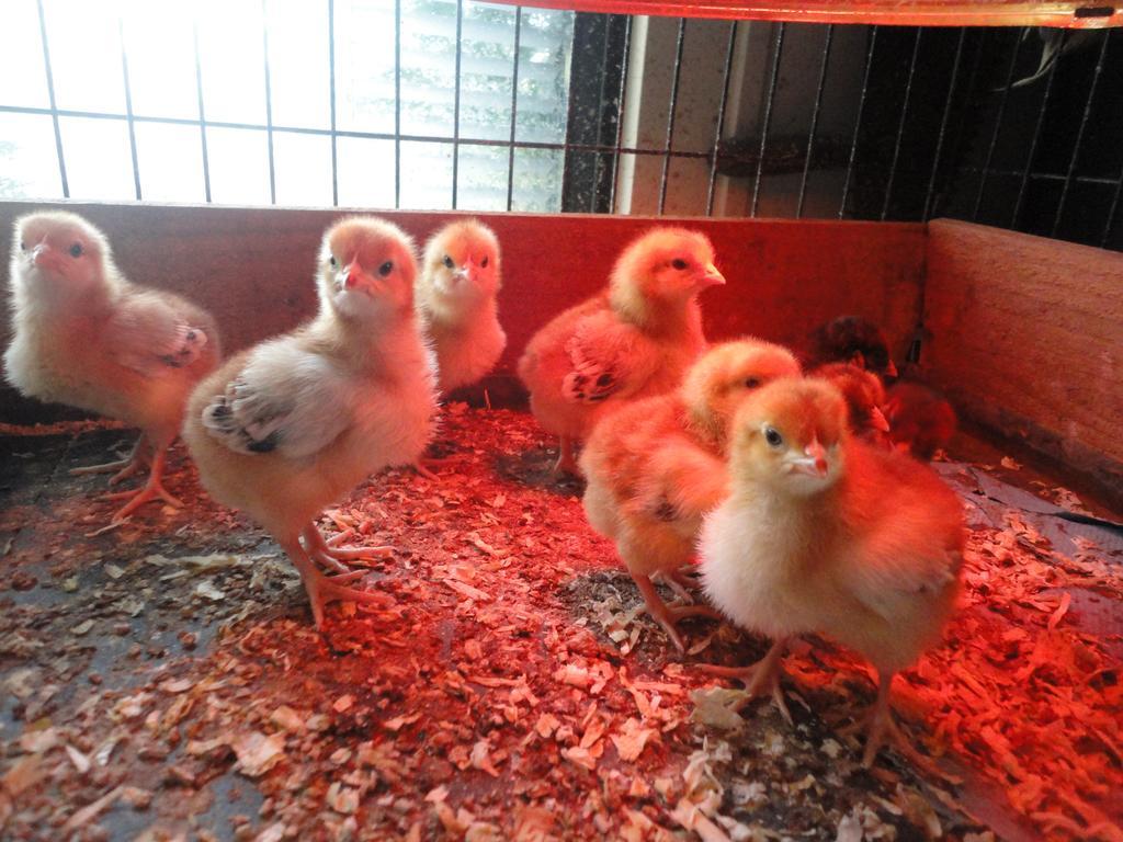 Willow Court Farm The Lodge & Petting Farm, 8 Mins From Legoland & Windsor, 15 Mins From Lapland Uk Eksteriør bilde