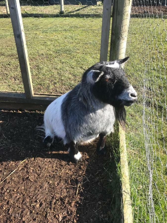 Willow Court Farm The Lodge & Petting Farm, 8 Mins From Legoland & Windsor, 15 Mins From Lapland Uk Eksteriør bilde