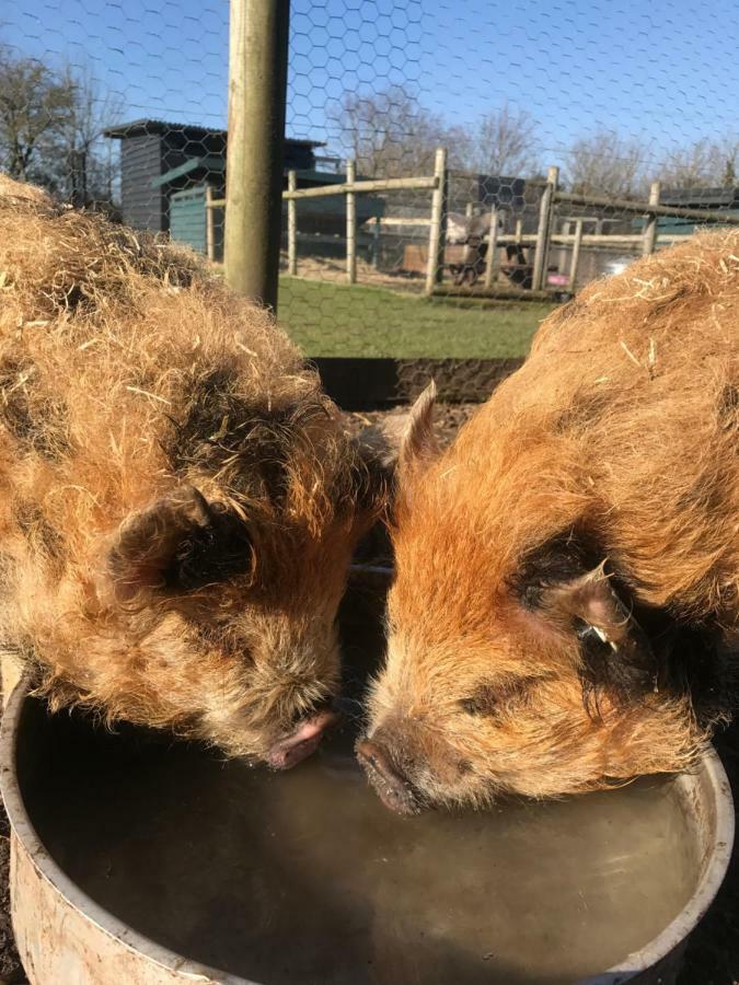 Willow Court Farm The Lodge & Petting Farm, 8 Mins From Legoland & Windsor, 15 Mins From Lapland Uk Eksteriør bilde