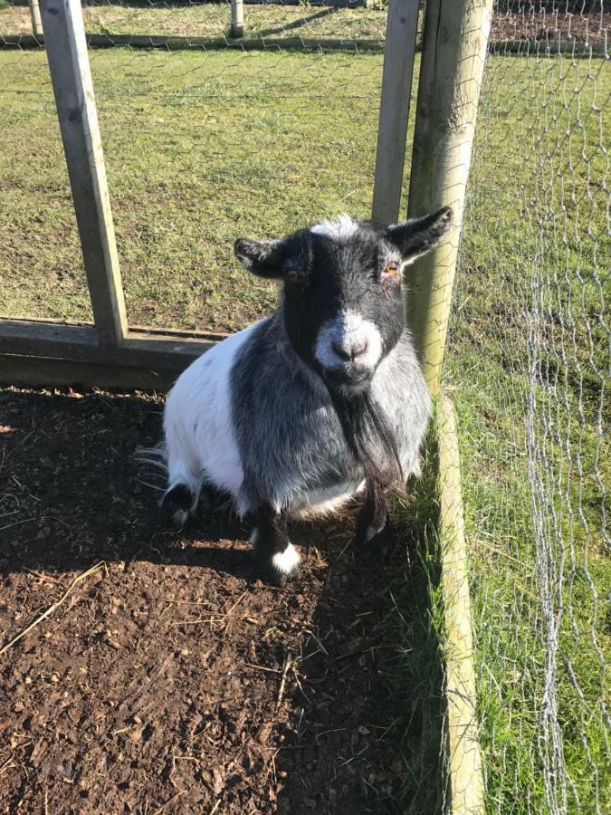 Willow Court Farm The Lodge & Petting Farm, 8 Mins From Legoland & Windsor, 15 Mins From Lapland Uk Eksteriør bilde