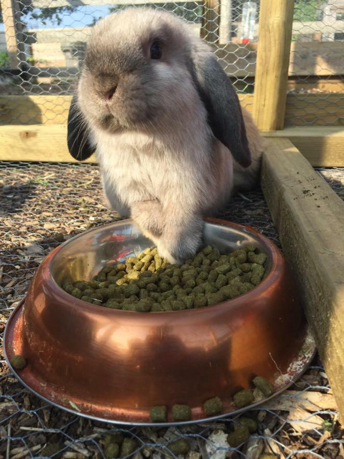 Willow Court Farm The Lodge & Petting Farm, 8 Mins From Legoland & Windsor, 15 Mins From Lapland Uk Eksteriør bilde