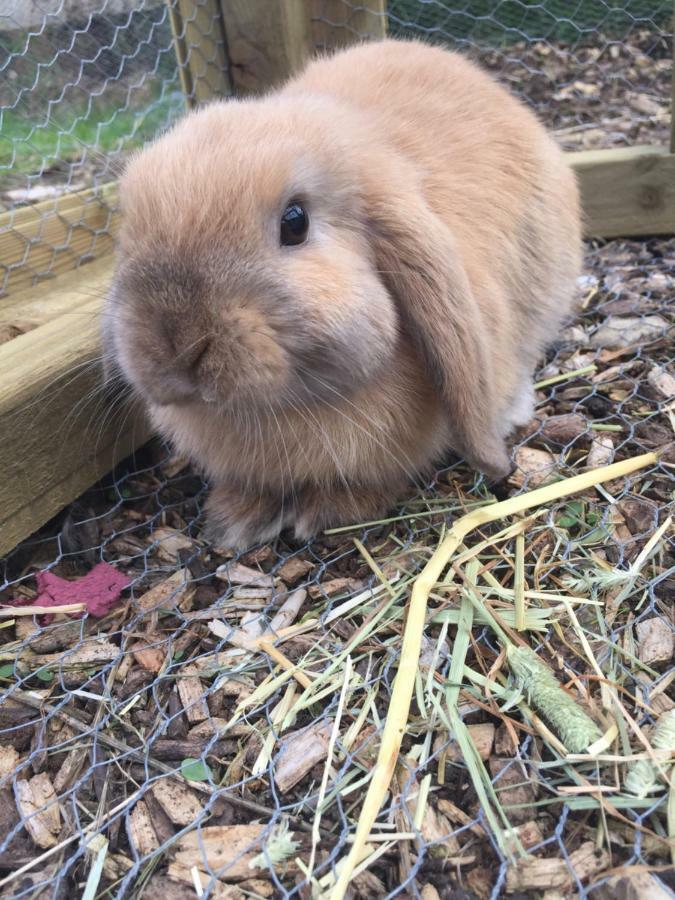 Willow Court Farm The Lodge & Petting Farm, 8 Mins From Legoland & Windsor, 15 Mins From Lapland Uk Eksteriør bilde